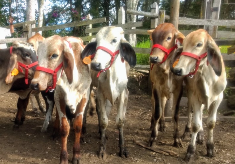 Venta de ganado terneras 3/4 gyr Genex Colombia